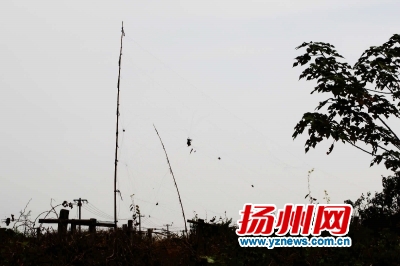 葡萄园里的捕鸟网