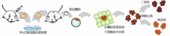 建立孤雌胚胎干细胞系的一种流程。图片来源:Wei Li et al。 (2014) Cell Stem Cell 编译:鬼谷藏龙