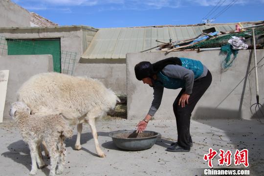 青海格尔木脱贫户的致富经