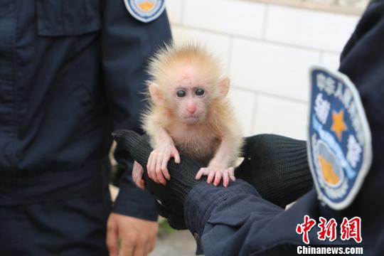 一级保护动物北豚尾猴获救森警“爸爸”暖心喂奶