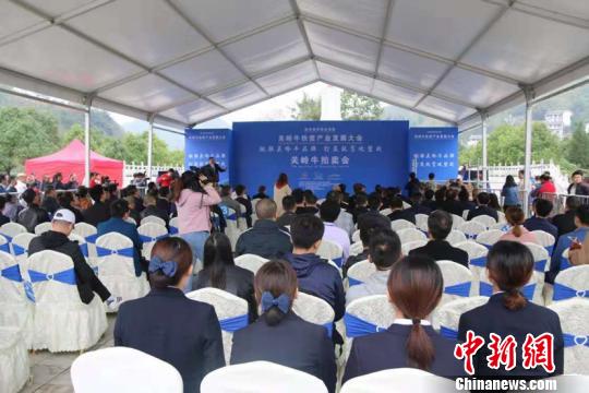 贵州关岭:5头牛拍出45万元高价助力脱贫攻坚