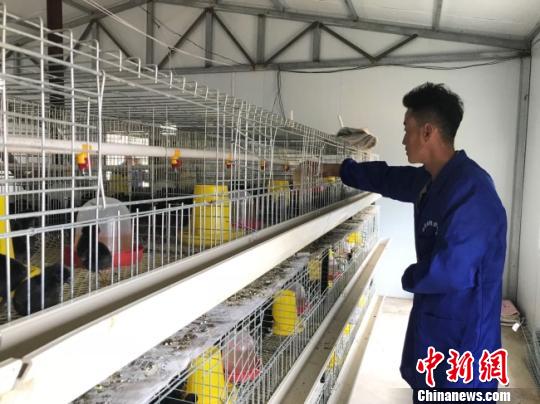 甘肃“千年药乡”宕昌发展“药香鸡”引农户入股脱贫