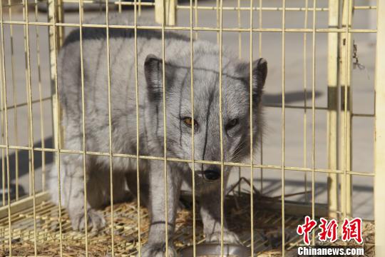 河北平泉：爱心人士救助一只蓝狐并放归自然