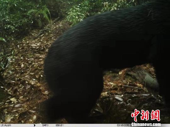 浙江丽水首次监测到黑熊专家判断至少有2只黑熊个体