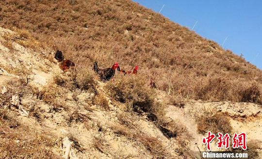 兰州乡村因地制宜发展养殖业土鸡变“凤凰”助农增收