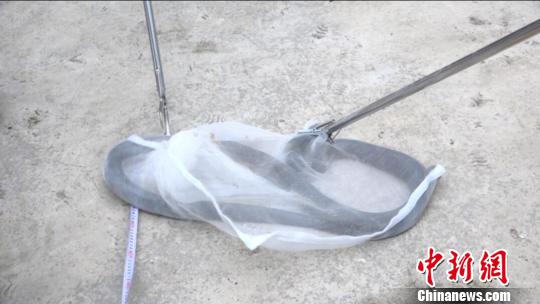 2.2米长剧毒眼镜王蛇钻进卧室村民报警求助