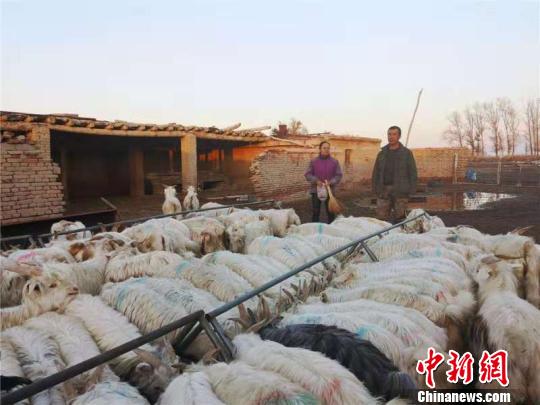 新疆兵团职工发展养殖业成立合作社变身致富“领头羊”