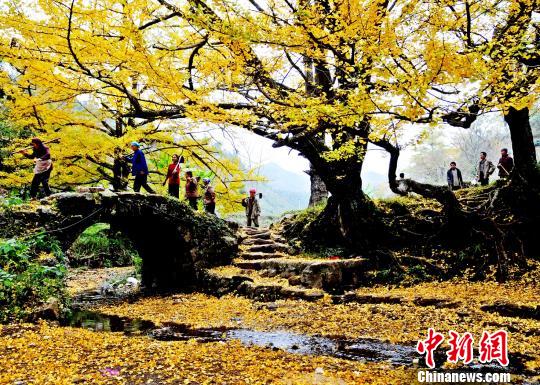 访世界古银杏之乡妥乐：一个因“树”走向国际舞台的小山村