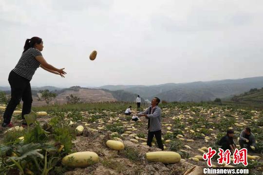 山西离石辟脱贫路径700亩订单籽用西葫芦丰收
