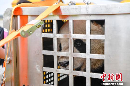 大熊猫“贡贡”“舜舜”抵达海口开启旅居海南生活