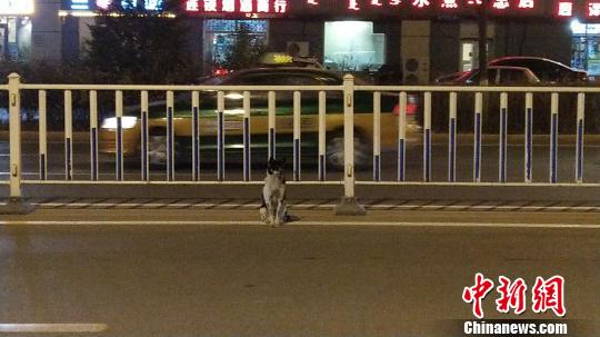 小狗路边蹲守80天疑为等待车祸身亡女主人