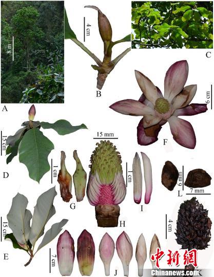中国科研人员在缅甸发现木兰科一新种克钦木兰