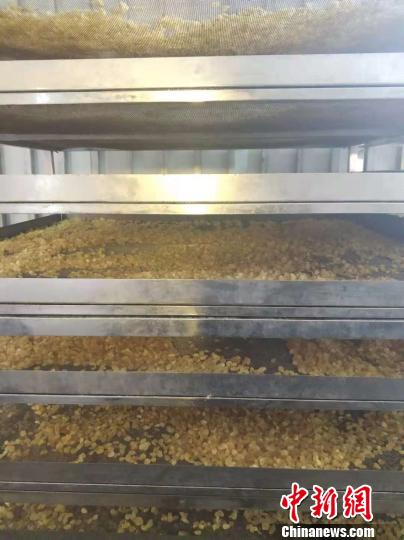 贵州织金:小小皂角精千家致富路