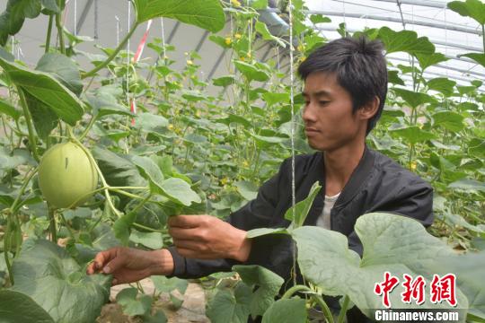 甘肃瓜州找准“病因”开“药方”推特色产业助农增收