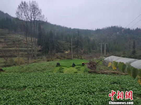 贵州织金:害虫变成致富虫蚂蚱养殖开辟致富路