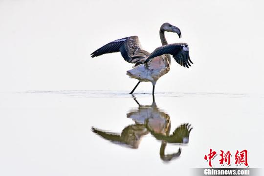 “它没有想像中那么红”火烈鸟逗留新疆克拉玛依（图）