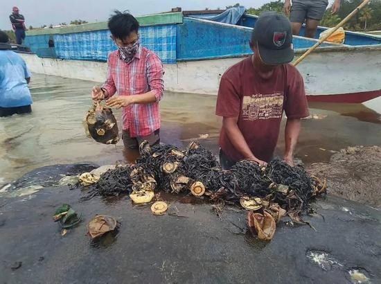indonesia-beached-whale.webp.jpg