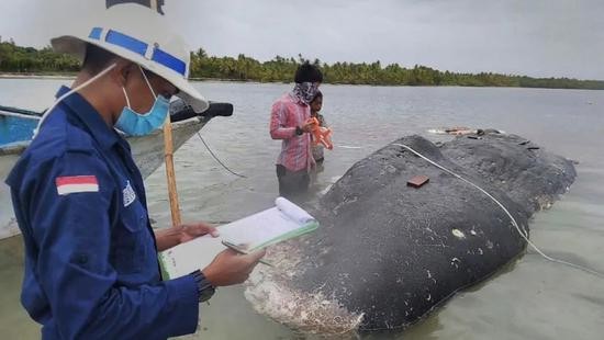 indonesia-beached-whale.webp (1).jpg