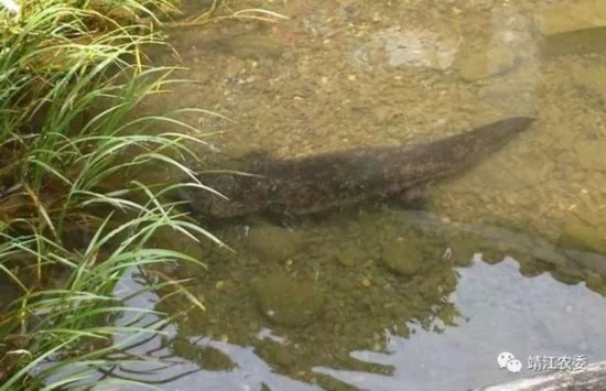 靖江十圩港边的水塘里来了个珍贵&ldquo;怪家伙&rdquo;，你见过吗？