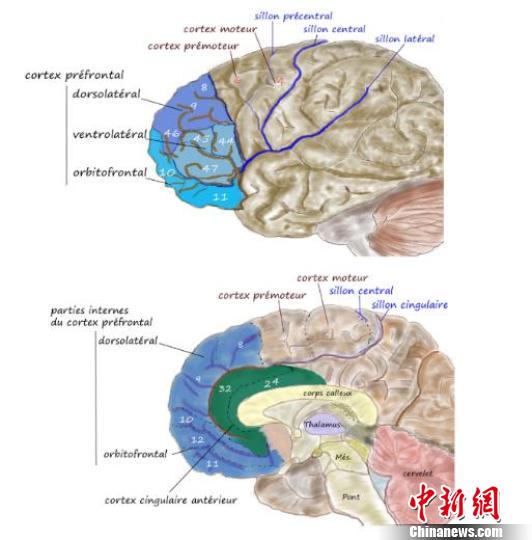 上海医学专家发现网络游戏成瘾机制：都是多巴胺惹的祸