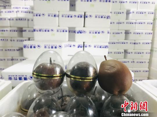 甘肃皋兰花式“梨经济”：农户旅游零食增收