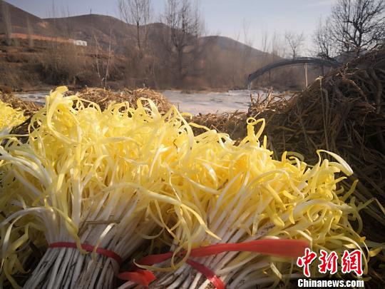 张家大坪村种植的韭黄根茎粗壮、叶片肥美、嫩黄味鲜，久负盛名。　魏建军 摄