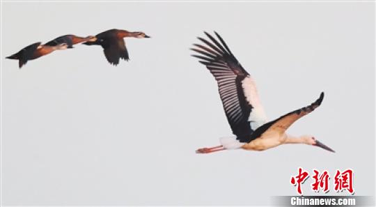 图为：东方白鹳(右一) 陈严雪 摄