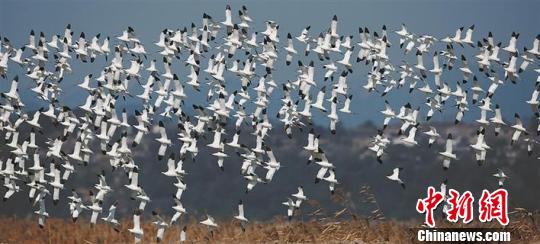 图为：浙江玉环漩门湾湿地公园栖息的南迁候鸟 陈严雪 摄