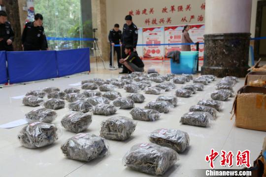 海关缉私部门查获海马干 王淑艳 摄