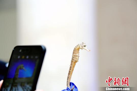 海关缉私民警对查获的涉案海马干进行分类 王淑艳 摄