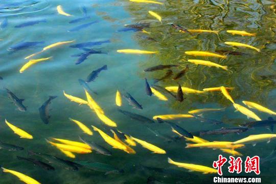 雪山下的那拉泉景区泉水汩汩流出，被分割成长方形的鱼池里，金黄色、棕色的鱼在游弋。　朱景朝 摄