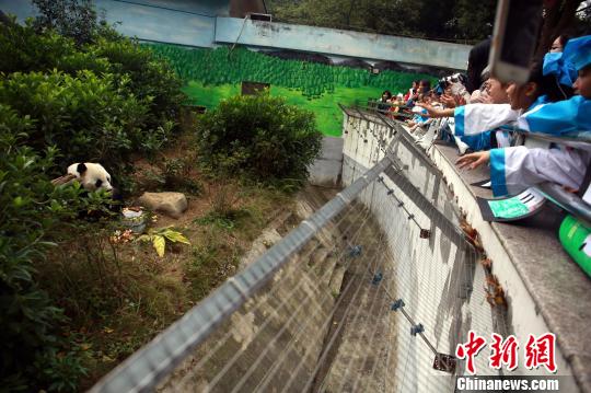 “粉丝”们与大熊猫明浜互动。　朱柳融 摄