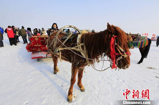 马拉爬犁。(资料图) 年磊 摄