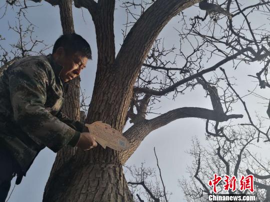 “世界第一古梨园”百年古树挂二维码“身份证”