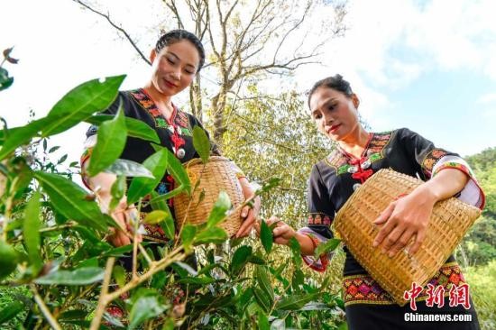 1月8日，位于海南岛中部的五指山地区正迎来“早春茶”开采时节。在五指山山脚下水满乡各茶园的茶农正忙碌着采摘2019年的首批“早春茶”。图为身着黎族服饰的黎族姑娘采茶。<a target=\'_blank\' href=\'http://www.chinanews.com/\'><p  align=