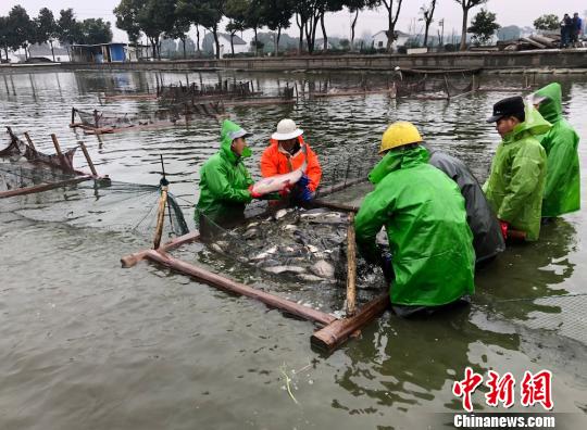 图为渔民们正在筛选可以上市售卖的青鱼。　孙权 摄