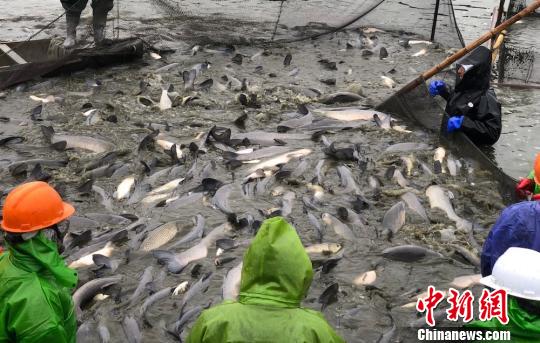 满满的一网，全是“肥壮”的甘露青鱼。　孙权 摄