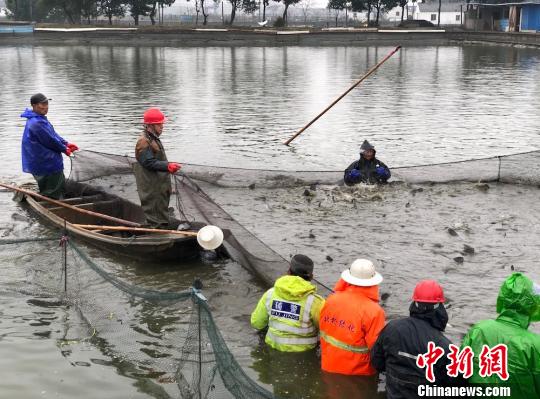无锡甘露青鱼火热开捕渔民顶着严寒水中“捞金”