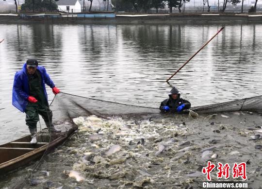 这一网的青鱼，于渔民而言，是收获、是喜悦。　孙权 摄