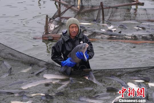 渔民抱着捕捞上来的青鱼。　孙权 摄