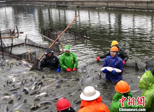 图为参与捕捞的渔民将青鱼举起。　孙权 摄