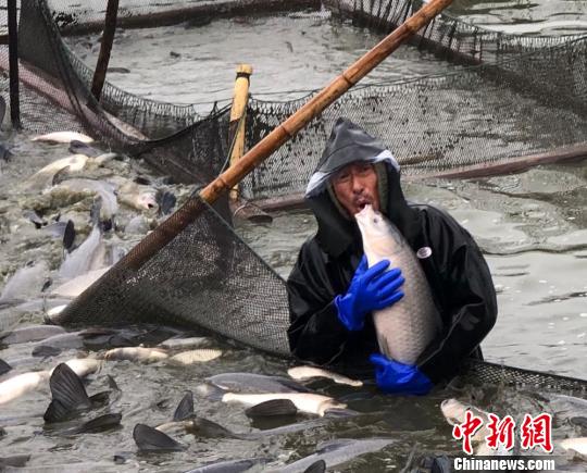 渔民干活之际不忘表达自己的喜悦之情，“亲吻”青鱼。　孙权 摄