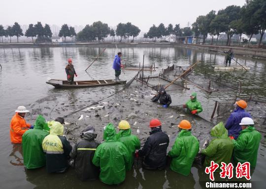 撒网、拉网、并塘、捞鱼、装筐……青鱼快上市了。　孙权 摄
