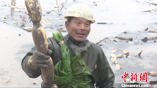 综合种养助农增收湖南南县农民挖藕日进六百