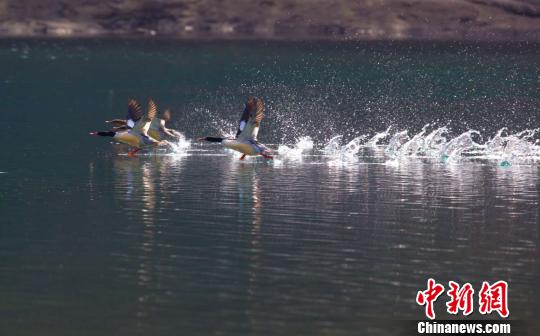 优良生态引来“鸟中大熊猫”浙江多地出现中华秋沙鸭