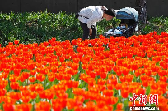 资料图：花。　殷立勤 摄