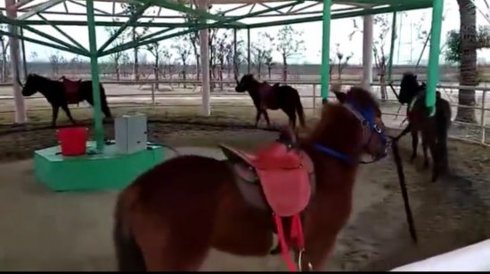 南通一野生动物园针对儿童推出“旋转活马”娱乐项目。视频截图