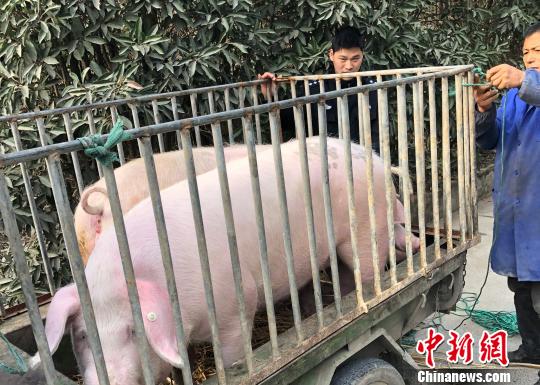 春运途中囧事:民警“降伏”想逃跑的“二师兄”