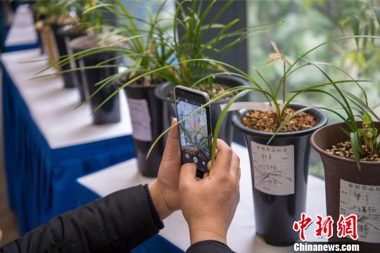 千盆皖产兰花合肥争奇斗艳