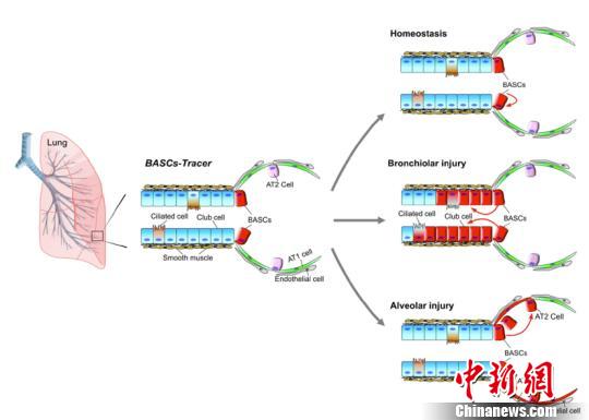 上海科学家研究发现&ldquo;肺多能干细胞&rdquo;&ldquo;跨界&rdquo;参与肺脏再生